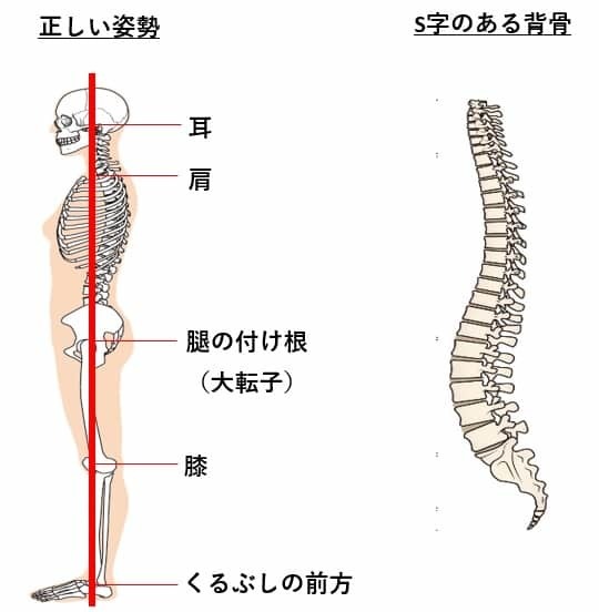 正しい姿勢　S字のある姿勢