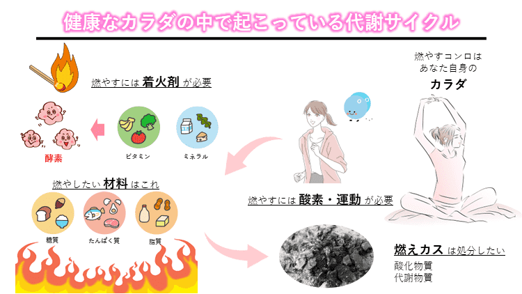 代謝サイクル図