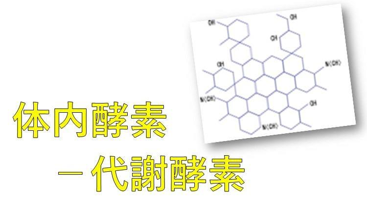 体内酵素－代謝酵素